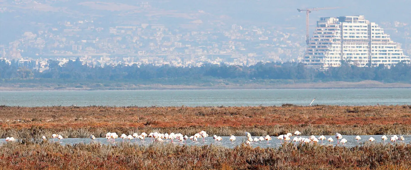 Flamingos am Salzsee bei Akrotiri