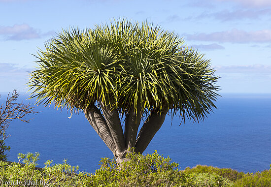 Drachenbäume und Höhlen bei Las Tricias