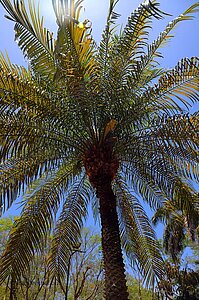 Palme beim Hotel Mangaby