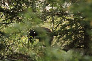 gut versteckter Schwarzbär nahe Jasper