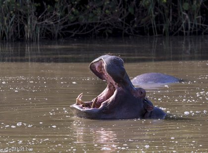 Hippos bei St. Lucia