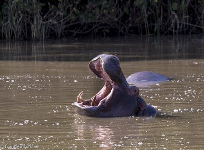 Hippos bei St. Lucia