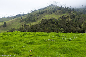 Die Quindio-Wachspalme im Nebel des Valle del Cocora in Kolumbien.