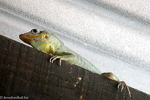 Leguan im Grafton Caledonia Sanctuary