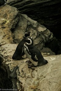 Pinguine im Oceanário von Lissabon