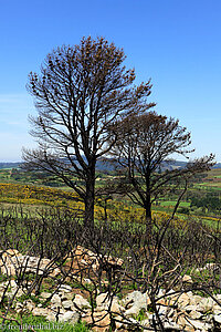 noch mehr verbrannter Wald vor Melide