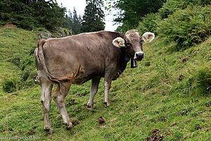 Schweizer Braunvieh-Rind