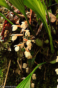 Dendrochilum ssp.