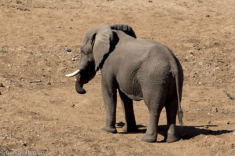 Elefant beim Shingwedzi-Fluss Elefant beim Shingwedzi-Fluss