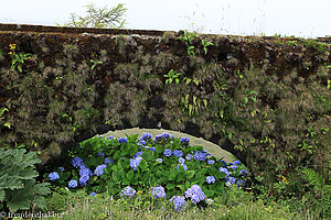 Aquädukt und Hortensien in den Bergen von sao Miguel