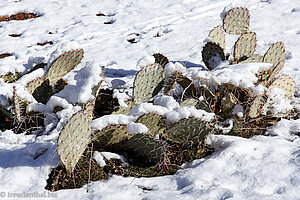 Kakteen im Schnee