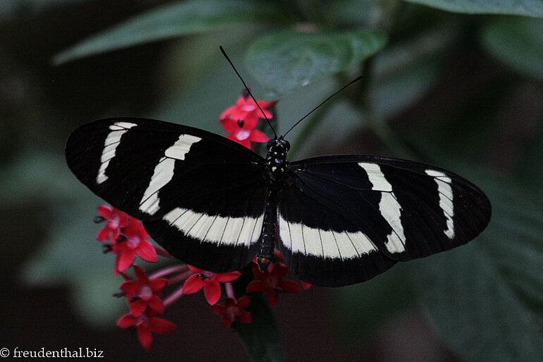 Falter im Mariposario Spirogyra Schmetterlingsgarten