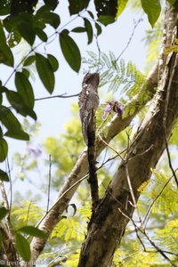 Prachtadler, Ornate Hawk Eagle (Spizaetus ornatus) auf Tobago