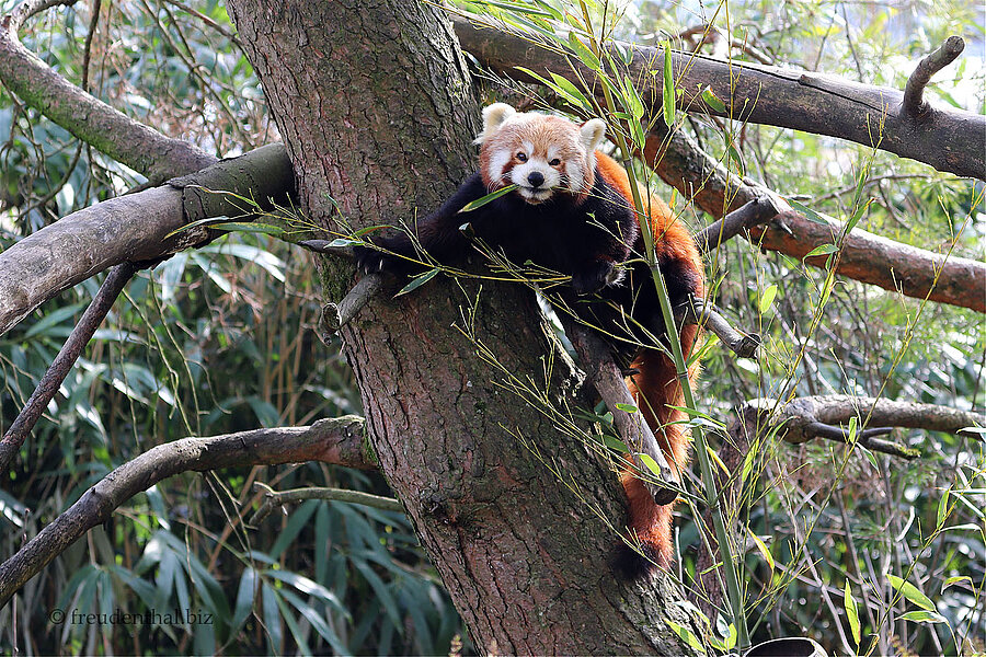 Roter Panda