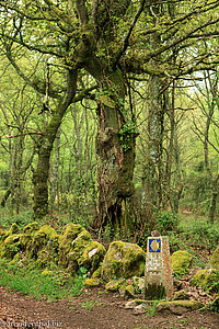 mystische Wälder auf dem Jakobsweg