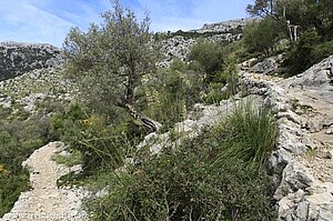 Wanderweg beim Refugi de Tossals Verds