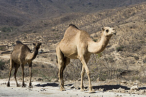 Dromedare auf der Straße zum Ayn Athum im Oman