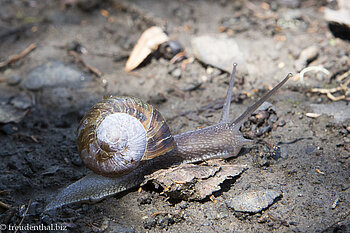 Schnecke auf dem Weg zum Bassin Bleu