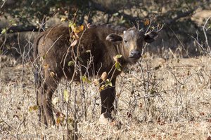 junger Büffel im Krüger Nationalpark