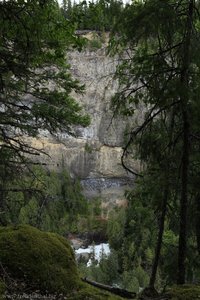 Blick durch den Wald an der Kante zum Helmcken Falls