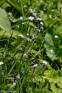 Alpen-Vergissmeinnicht (Myosotis alpestris)