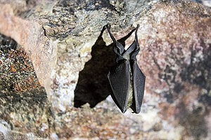 Fledermaus in den Goldgräberhöhlen von Südafrika