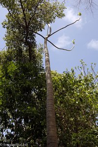 Ameisenbaum (Cecropia ssp.)