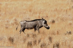 Warzenschwein am Rand der Namib