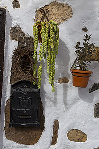 Lebender Wandschmuck in Arrecife