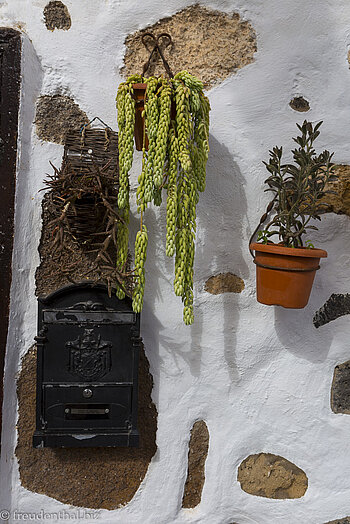 Lebender Wandschmuck in Arrecife