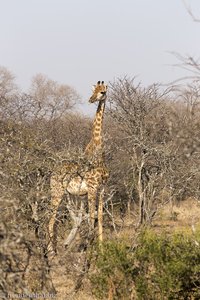 Giraffe im Shona Langa Resort bei Bela-Bela