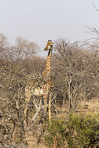 Giraffe im Shona Langa Resort bei Bela-Bela