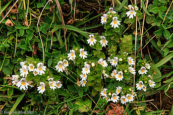 Gemeiner Augentrost (Euphrasia officinalis)