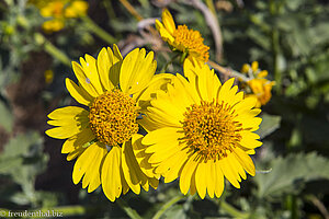 Blumen in Südafrika