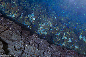 Die Albino-Höhlenkrabbe – Leben in den Jameos del Agua