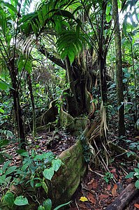 Brettwurzeln eines Kapokbaumes