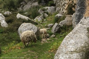 auch beim Refugi de Tossal Verds spazieren die Schafe aus dem Bild