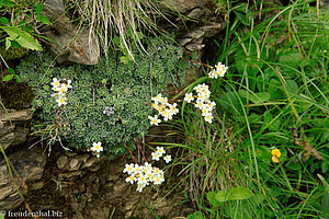 Trauben-Steinbrech (Saxifraga paniculata)