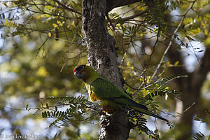 Papagei im Casela Nature Park