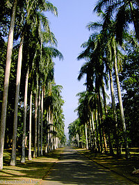 Peradeniya - Kubanische Königspalmenallee