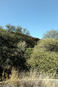 Blick vom Wasserturm auf den umgebenden Wald