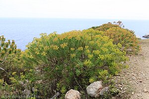 Wolfsmilchgewächse an der Küste von Mallorca