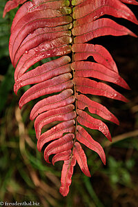 Farn im Kinabalu Nationalpark