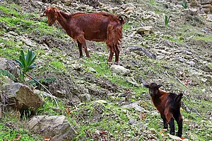 Ziegen an den Hängen in der Avakas-Schlucht