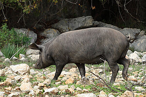 Ein Schwein läuft frei durch die Landschaft