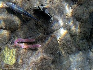 Schnorcheln in der Soufriere Bay, St. Lucia