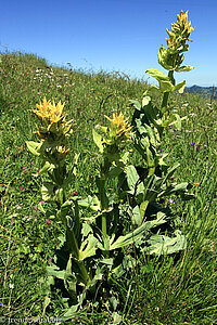 Gelber Enzian (Gentiana lutea)