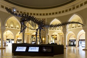 Diplodocus Dino in der Dubai Mall