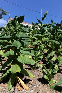 Tabakpflanzen bei Assomada