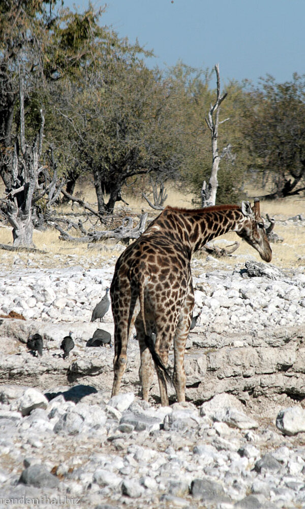 Giraffe im Etosha Nationalpark